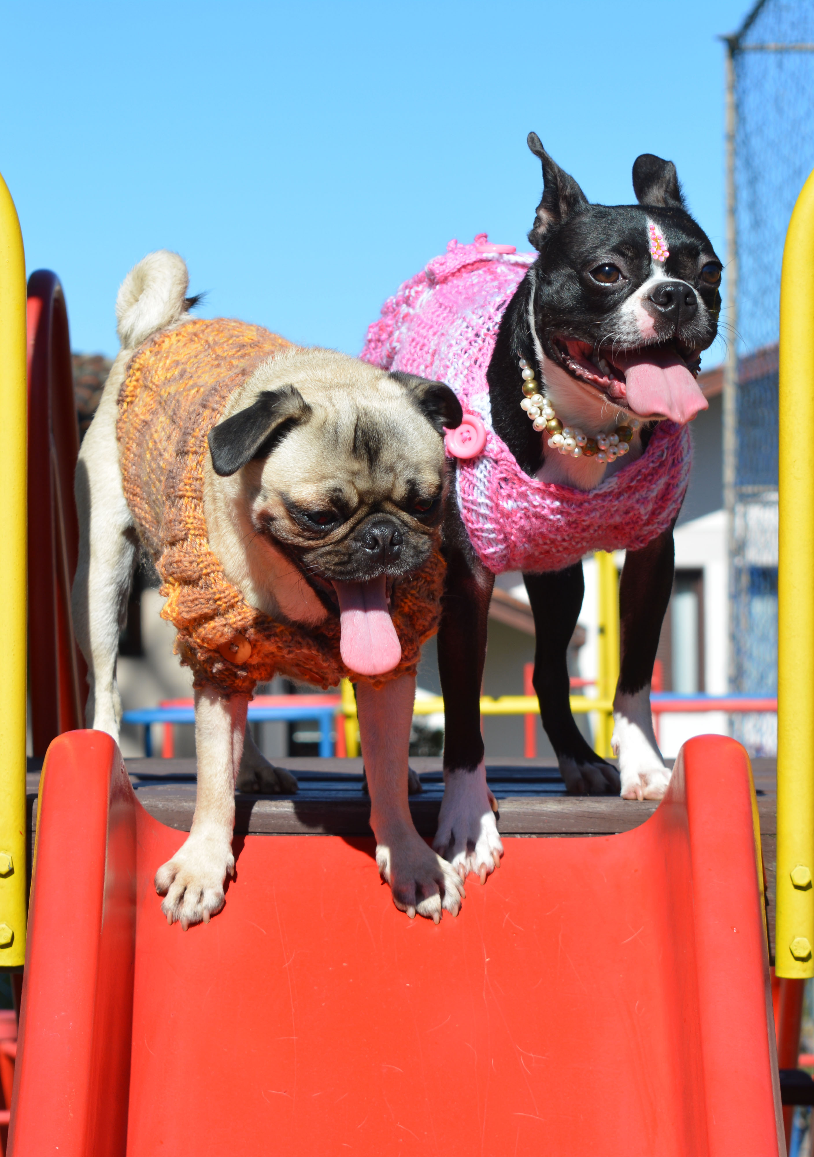 Circulo S.A. launches yarn to make items for dogs - Texbrasil